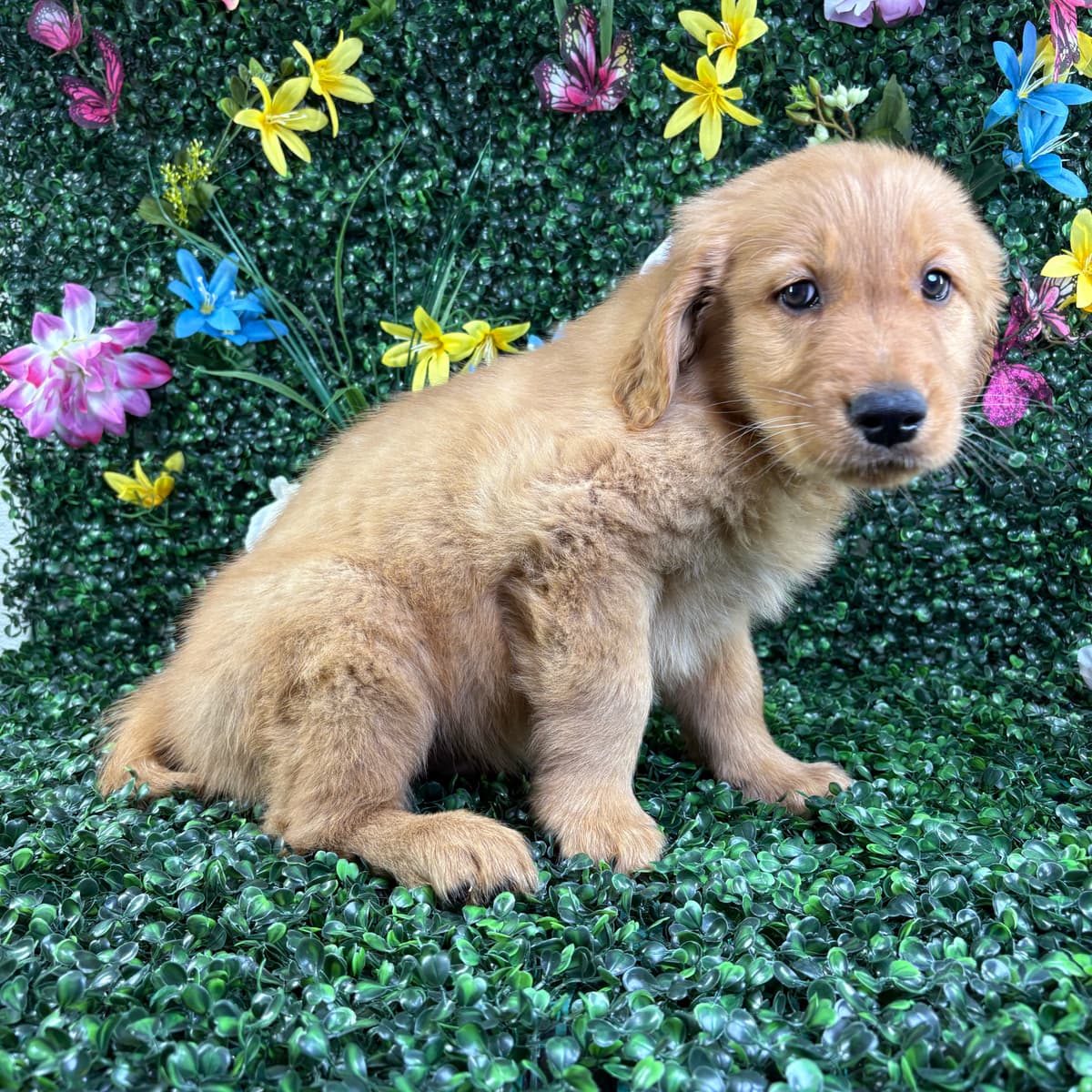 Cheddar