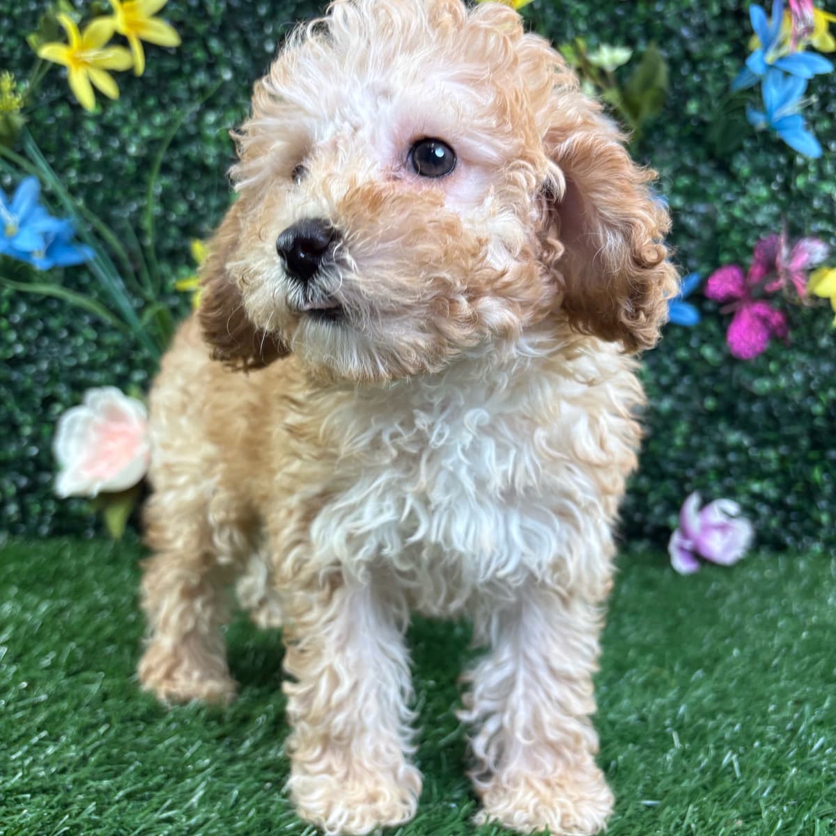 Bella - 2
