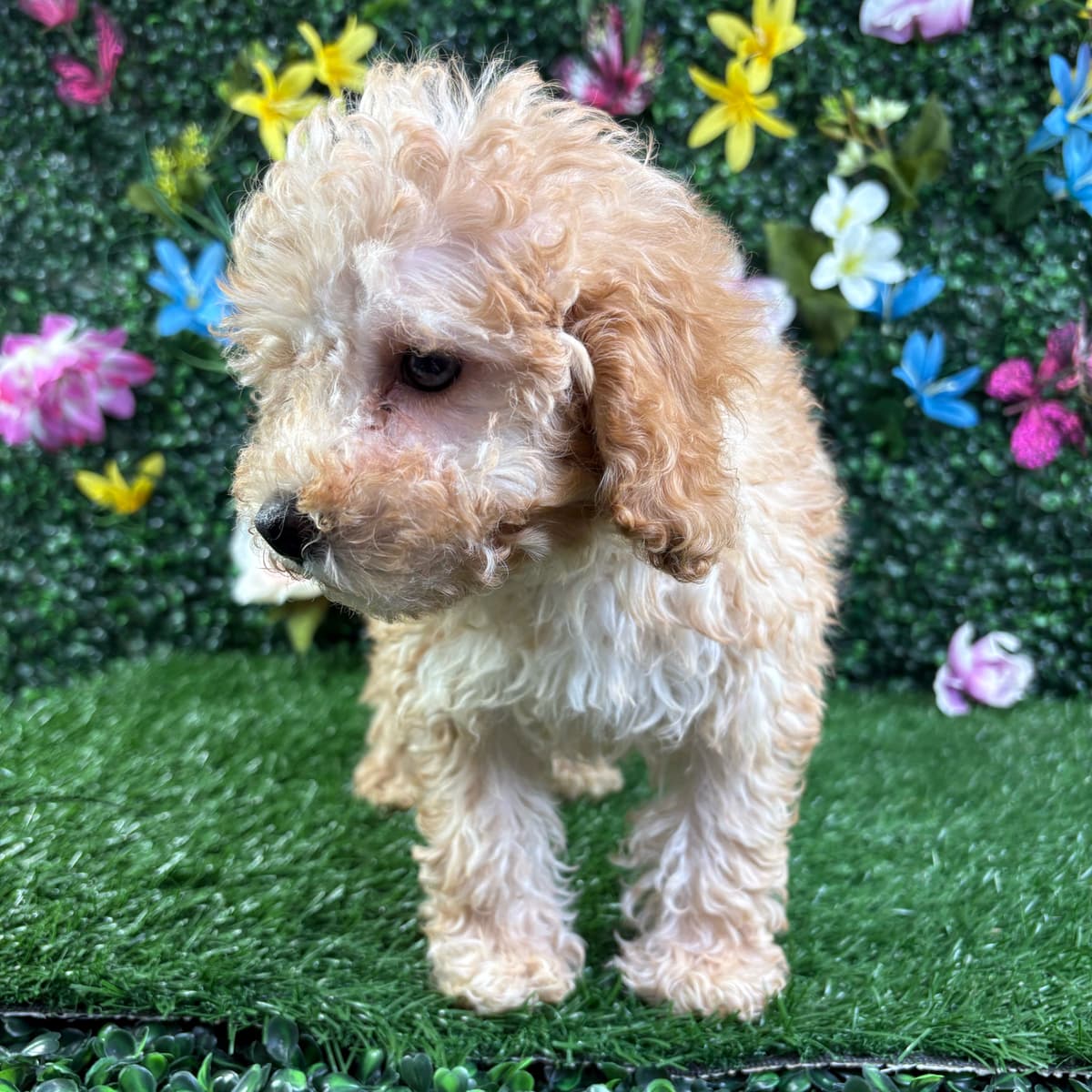 Bella - 3