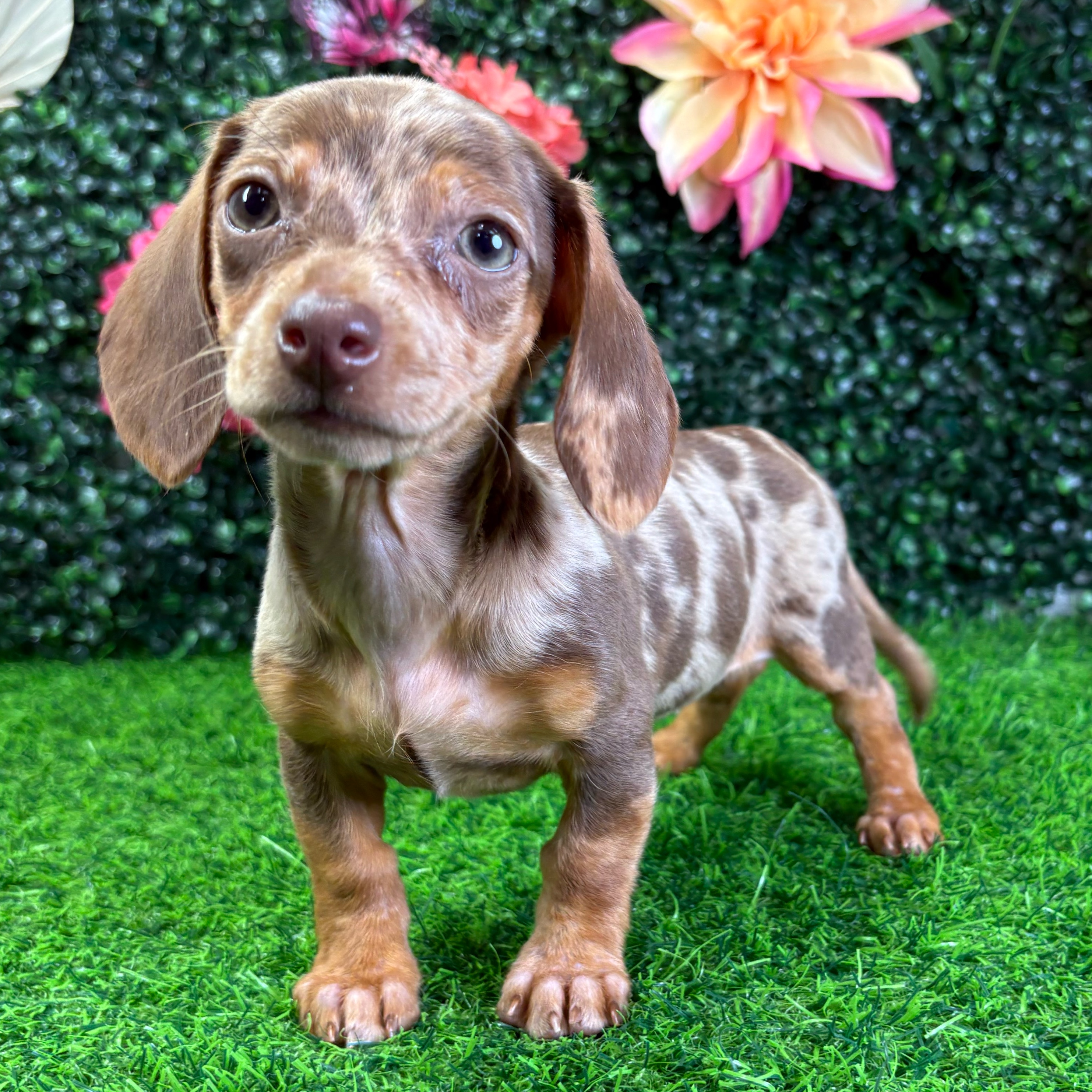 Paisley